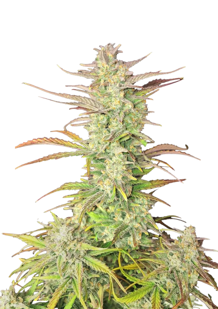 FAST BUDS - Z-UP AUTO FEM – Image 1