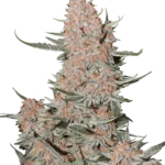 FAST BUDS - ZTRAWBERRIEZ AUTO FEM