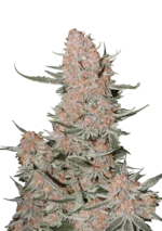 FAST BUDS - ZTRAWBERRIEZ AUTO FEM