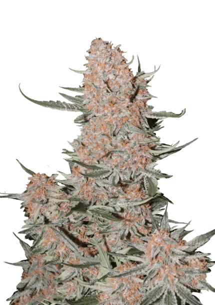FAST BUDS - ZTRAWBERRIEZ AUTO FEM
