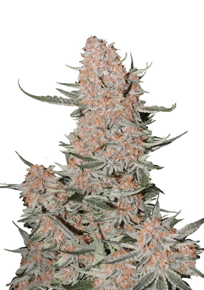 FAST BUDS - ZTRAWBERRIEZ AUTO FEM - Imagen 1