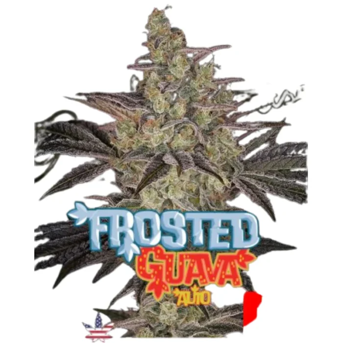 GREEN HOUSE SEED CO. - FROSTED GUAVA AUTO FEM - Imagen 1