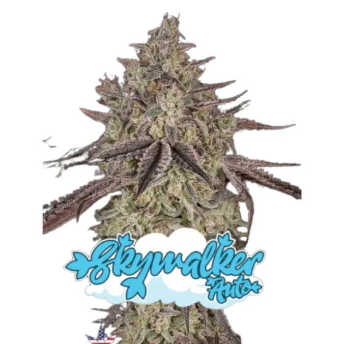 GREEN HOUSE SEED CO. - SKYWALKER AUTO FEM – Image 1
