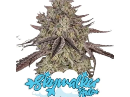 GREEN HOUSE SEED CO. - SKYWALKER AUTO FEM