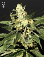 GREEN HOUSE SEED CO. - TRAINWRECK FEM