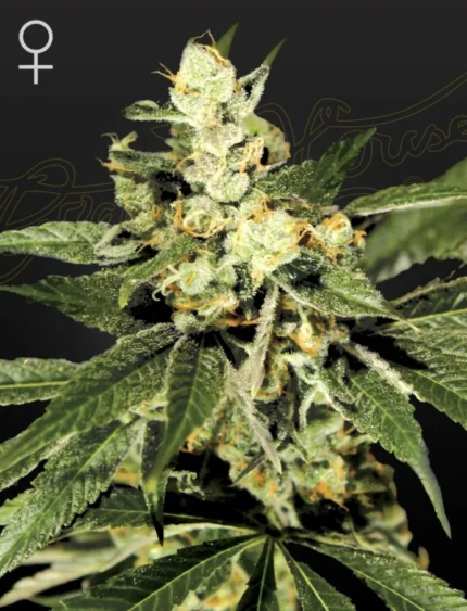 GREEN HOUSE SEED CO. - TRAINWRECK FEM