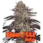 GREEN HOUSE SEED CO. - BISCUITS AUTO FEM