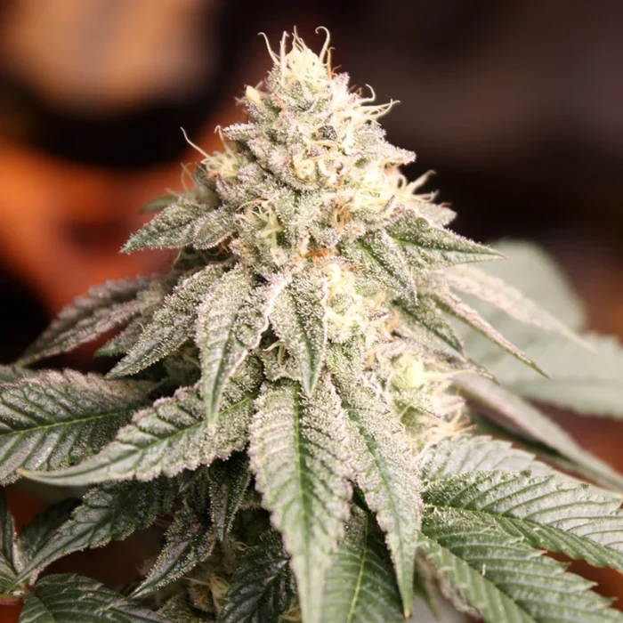 HUMBOLDT SEED ORGANISATION - SUNSET BRIDE FEM - Image 1