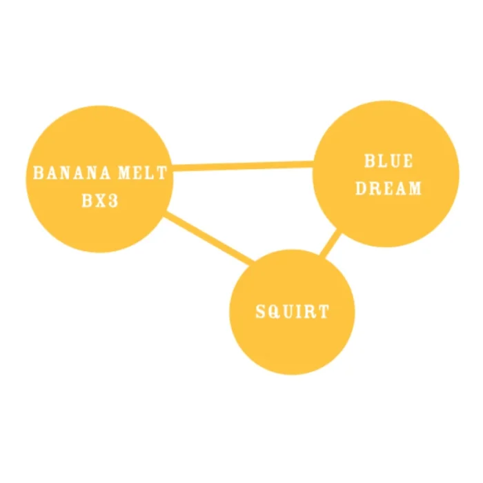 HUMBOLDT SEEDS COMPANY - BANANA MELT FEM – Image 3
