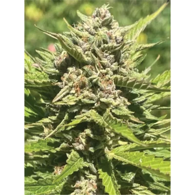 HUMBOLDT SEEDS COMPANY - PLÁTANO MELT FEM - Imagen 2