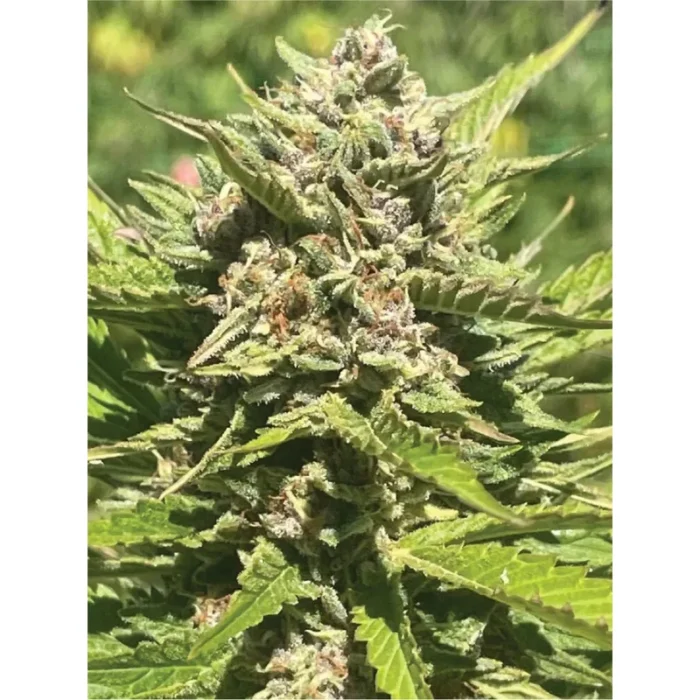 HUMBOLDT SEEDS COMPANY - BANANA MELT FEM – Image 2