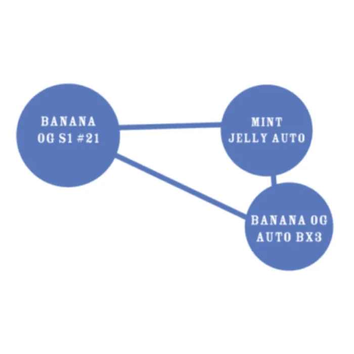 HUMBOLDT SEEDS COMPANY - BANANA OG AUTO – Image 3