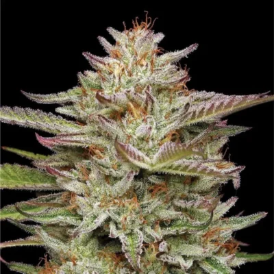 HUMBOLDT SEEDS COMPANY - BANANA OG AUTO - immagine 2
