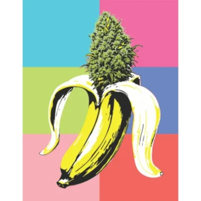 HUMBOLDT SEEDS COMPANY - BANANA OG FEM - Image 4