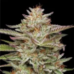 HUMBOLDT SEEDS COMPANY - BANANA OG FEM – Image 2