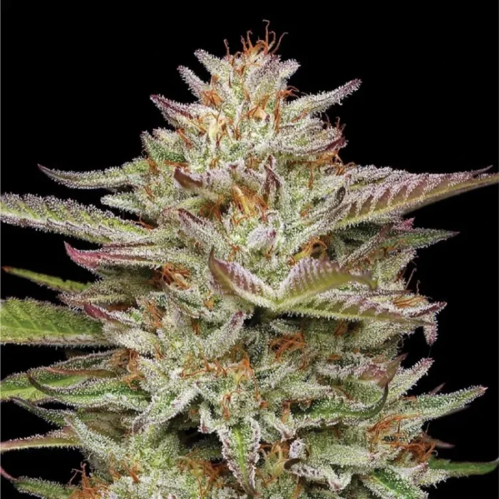 HUMBOLDT SEEDS COMPANY - BANANA OG FEM – Image 2