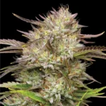 HUMBOLDT SEEDS COMPANY - CALIFORNIA HAZE FEM - Imagen 2