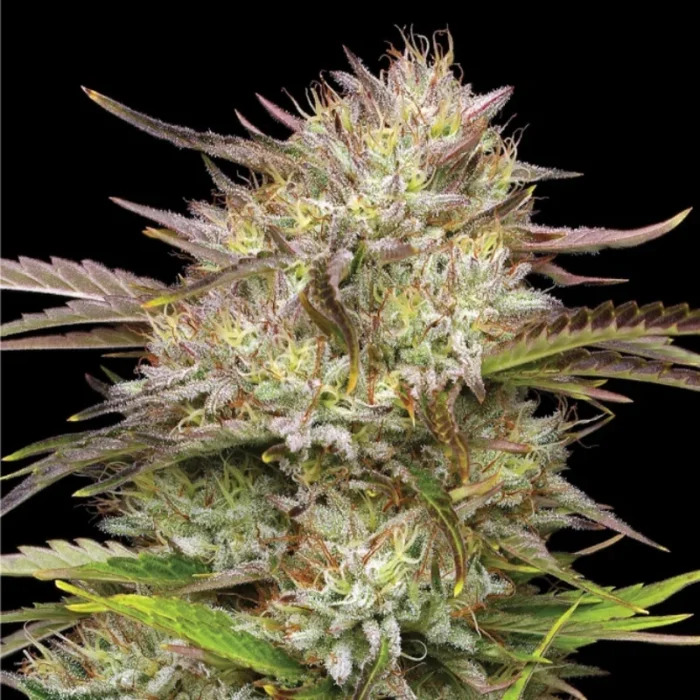 HUMBOLDT SEEDS COMPANY - CALIFORNIA HAZE FEM - Imagen 2
