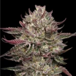 HUMBOLDT SEEDS COMPANY - POLLO N'WAFFLEZ FEM - Imagen 2