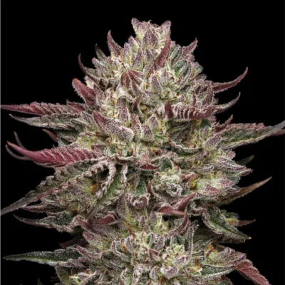 HUMBOLDT SEEDS COMPANY - CHICKEN N'WAFFLEZ FEM - Image 2