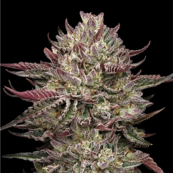HUMBOLDT SEEDS COMPANY - POLLO N'WAFFLEZ FEM - Imagen 2