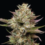 HUMBOLDT SEEDS COMPANY - MOON FOG FEM – Image 3