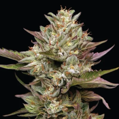 HUMBOLDT SEEDS COMPANY - MOON FOG FEM - immagine 3