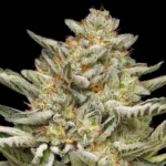 HUMBOLDT SEEDS COMPANY - OG TRIPLOID AUTO - Imagen 3