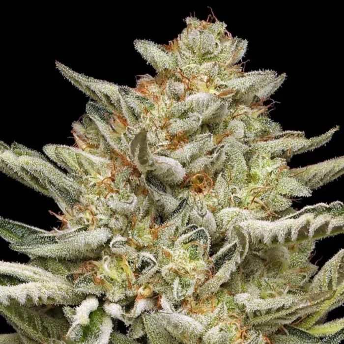 HUMBOLDT SEEDS COMPANY - OG TRIPLOID AUTO - Imagen 3