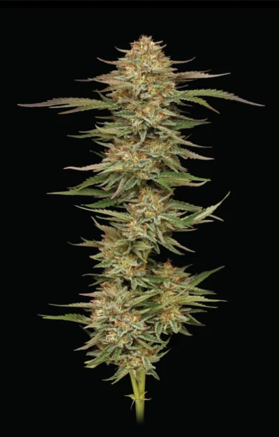 HUMBOLDT SEEDS COMPANY - ORANGE CREAMPOP FEM - immagine 2
