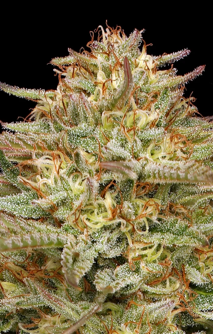 HUMBOLDT SEEDS COMPANY - ORANGE CREAMPOP FEM – Image 3