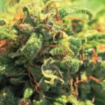 HUMBOLDT SEEDS COMPANY - ANANAS UPSIDE DOWN CAKE FEM – Image 3