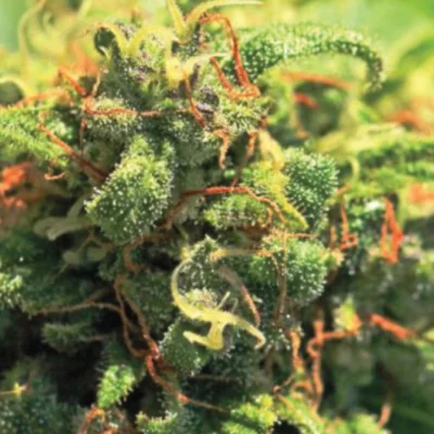 HUMBOLDT SEEDS COMPANY - PINEAPPLE UPSIDE DOWN CAKE FEM - immagine 3