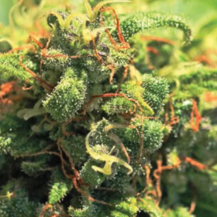 HUMBOLDT SEEDS COMPANY - ANANAS UPSIDE DOWN CAKE FEM – Image 3