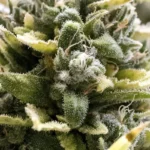 HUMBOLDT SEED ORGANIZATION - OG KUSH AUTO FEM