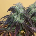 HUMBOLDT SEED ORGANIZATION - OG KUSH FEM