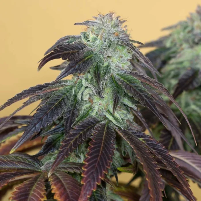 HUMBOLDT SEED ORGANIZATION - OG KUSH FEM - Imagen 1