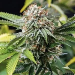 HUMBOLDT SEED ORGANISATION - MANGO SAPPHIRE FEM