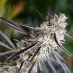 HUMBOLDT SEED ORGANISATION - PEANUT BUTTER BREATH FAST FLOWERING FEM