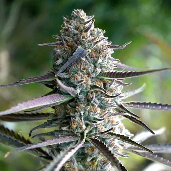 HUMBOLDT SEED ORGANIZATION - RUNTZ FAST FLOWERING FEM - immagine 1