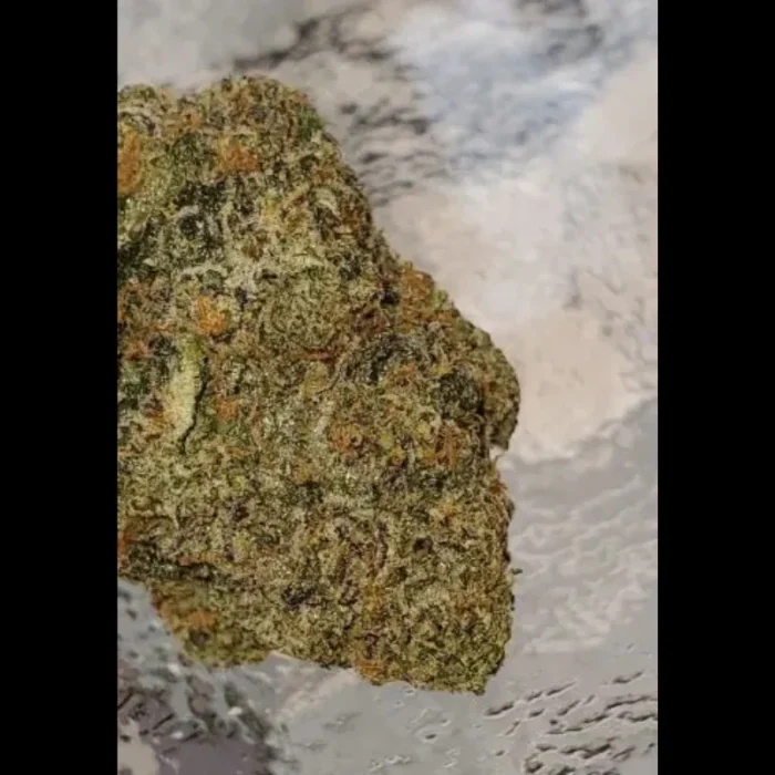 HUMBOLDT SEED ORGANIZATION - 31 GHOSTS REG - immagine 1
