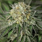 HUMBOLDT SEED ORGANIZATION - AMHEREST SOUR DIESEL FEM