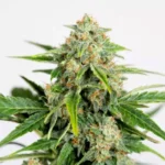 HUMBOLDT SEED ORGANISATION - AMNESIA CBD PURE AUTO FEM