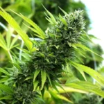 HUMBOLDT SAATGUT ORGANISATION - BANANE SAPPHIRE FEM