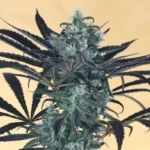 HUMBOLDT SEED ORGANISATION - BLUEBERRY HEADBAND FEM