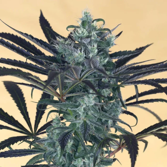HUMBOLDT SEED ORGANISATION - BLUEBERRY HEADBAND FEM - Image 1