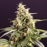HUMBOLDT SAATGUT ORGANISATION - CHEM BOMBE AUTO FEM