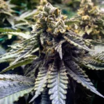 HUMBOLDT SEED ORGANISATION - CHOCOLATE MINT OG 2.0 FEM