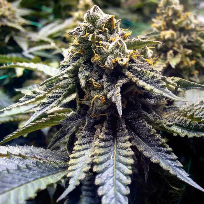 HUMBOLDT SEED ORGANISATION - CHOCOLATE MINT OG 2.0 FEM - Imagen 1