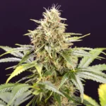 HUMBOLDT SAATGUT ORGANISATION - SCHOKOLADE MINZE OG AUTO FEM